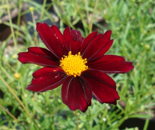 Coreopsis x 'Mercury Rising' is a bold color choice for any garden!